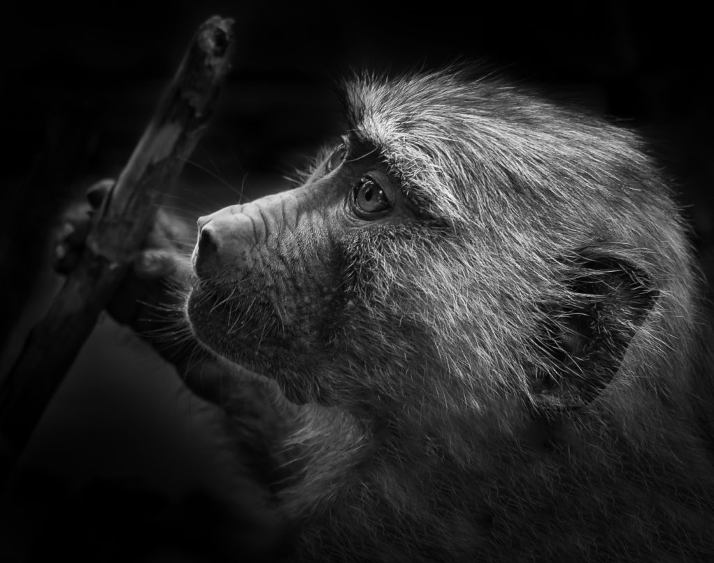 Its My Stick - Judy Lanier